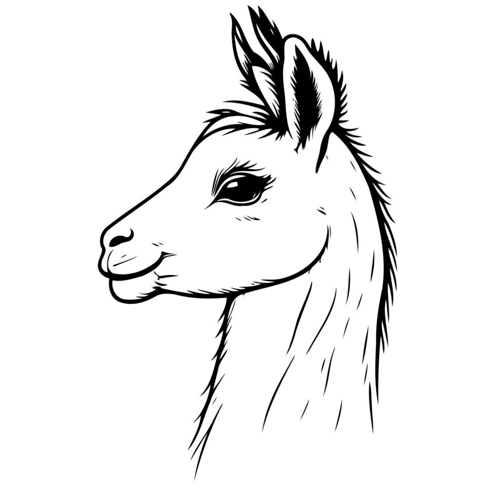 animal head domestic camelid llama vector