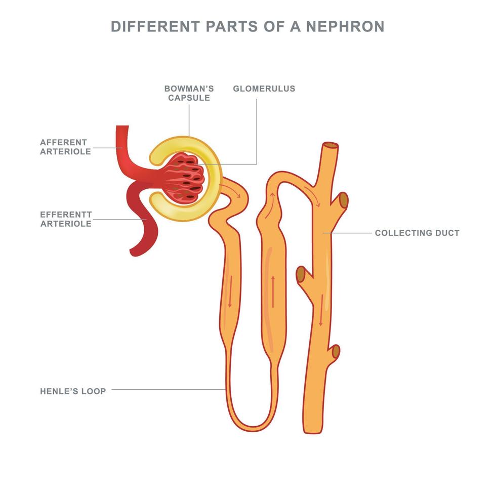 estructura de nefrona y diferentes partes de una ilustración de vector de nefrona