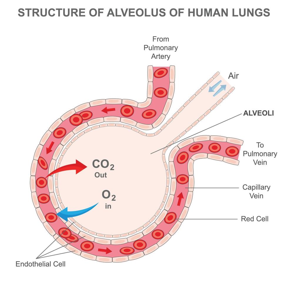 alvéolo de los pulmones humanos, el oxígeno y el dióxido de carbono se mueven en los alvéolos vector