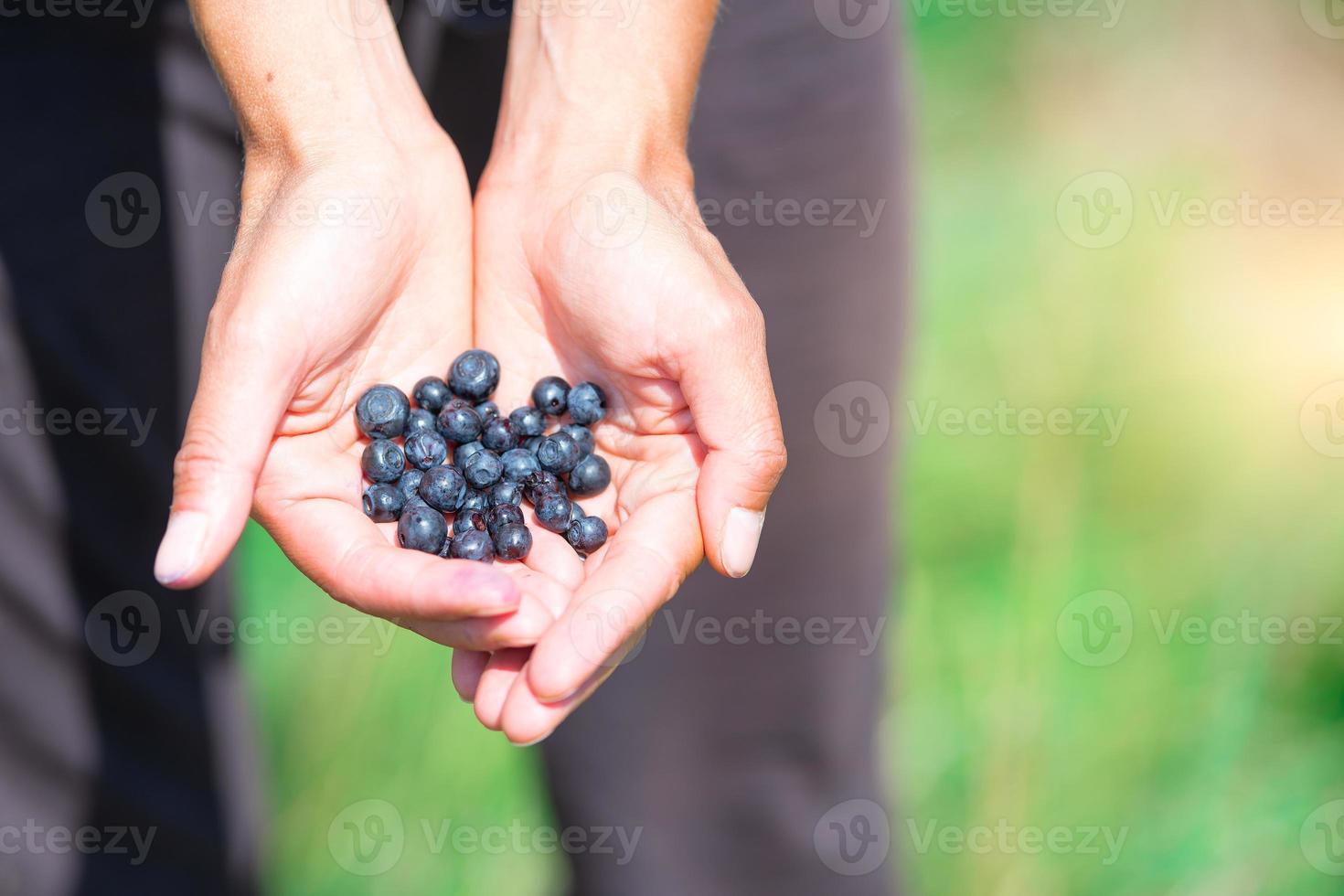 Freshly picked fresh blueberries in hand photo