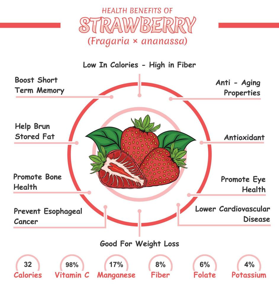 Health benefits of a strawberry 18892163 Vector Art at Vecteezy
