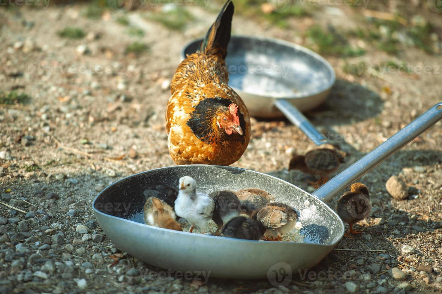 Mother hen with chicks in a frying pan photo