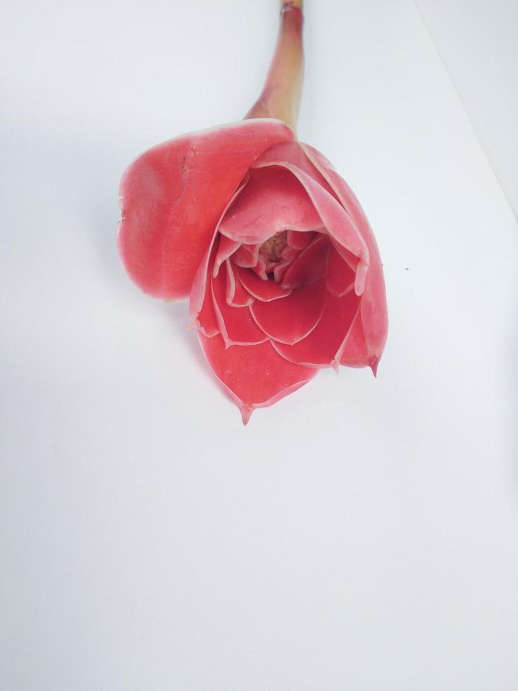 Pink rose isolated on white background photo