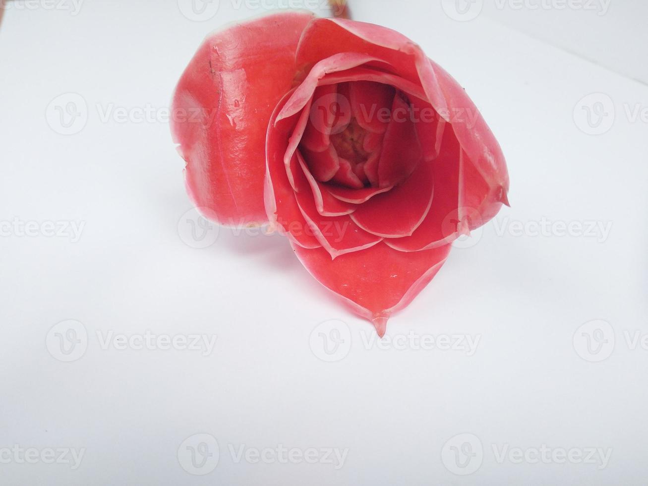 Pink rose isolated on white background. photo