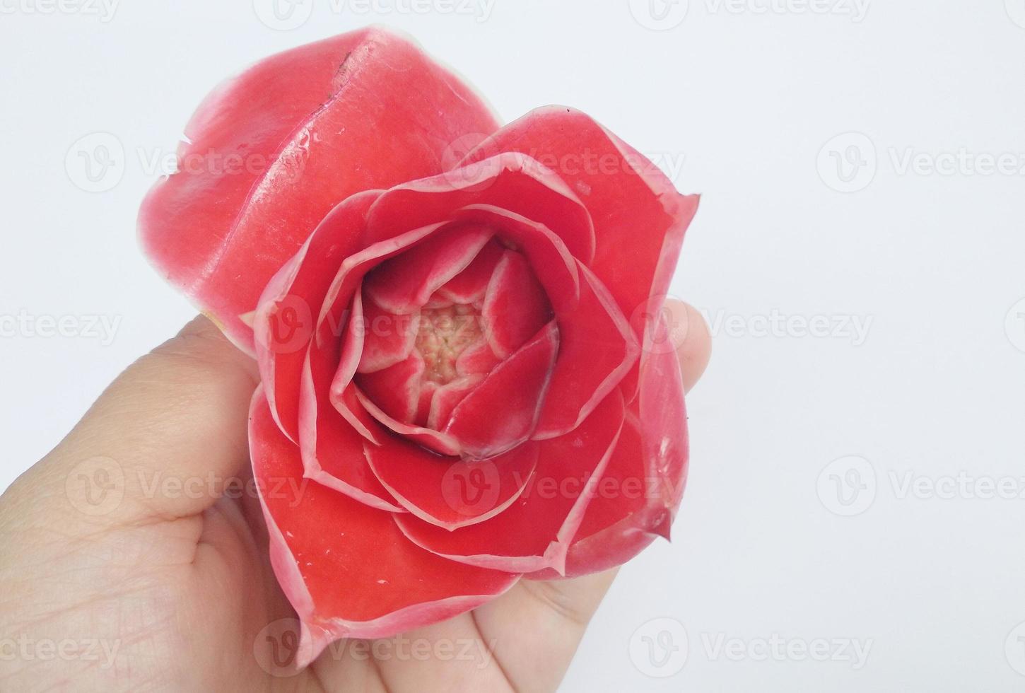 a woman holding a large, bright and fragrant pink rose petals on a white background for valentine concept. photo