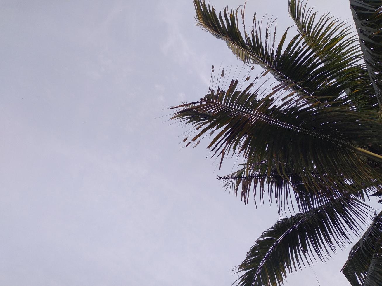 Coconut palm trees perspective view photo