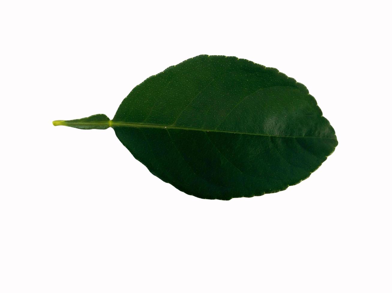 Lemon leaf isolated on white background photo
