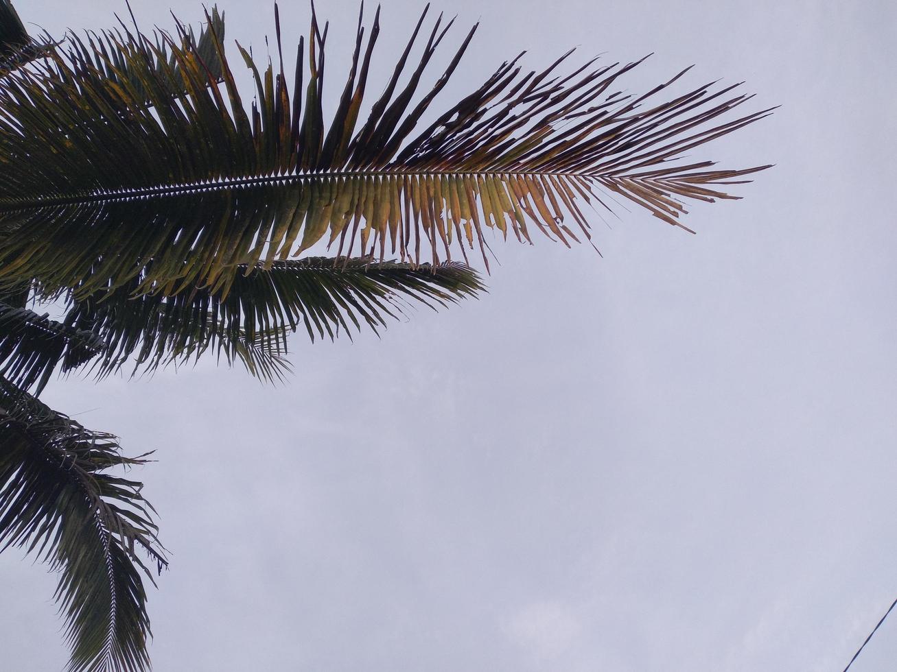 Coconut palm trees perspective view photo