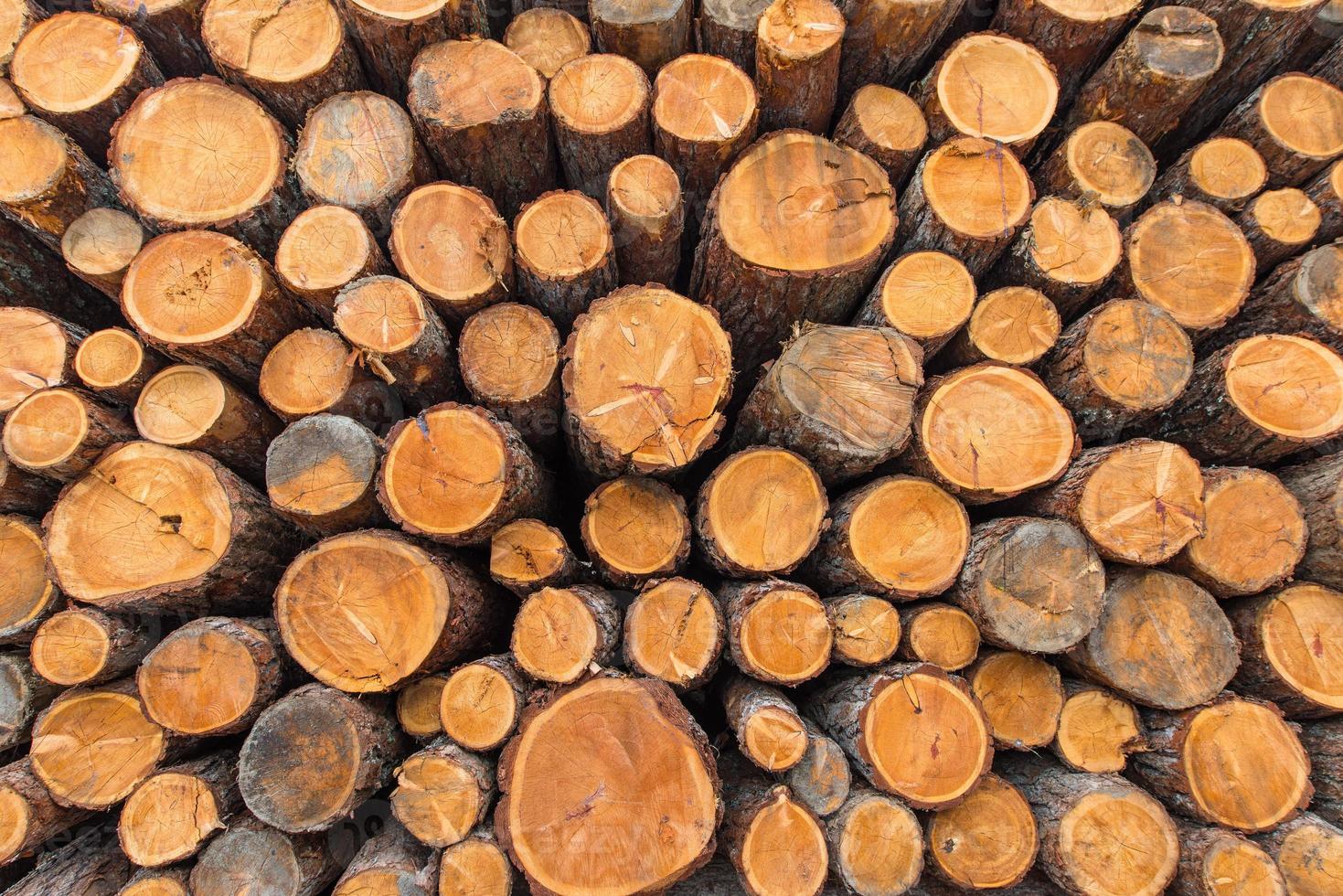 Trunks stacked wood photo