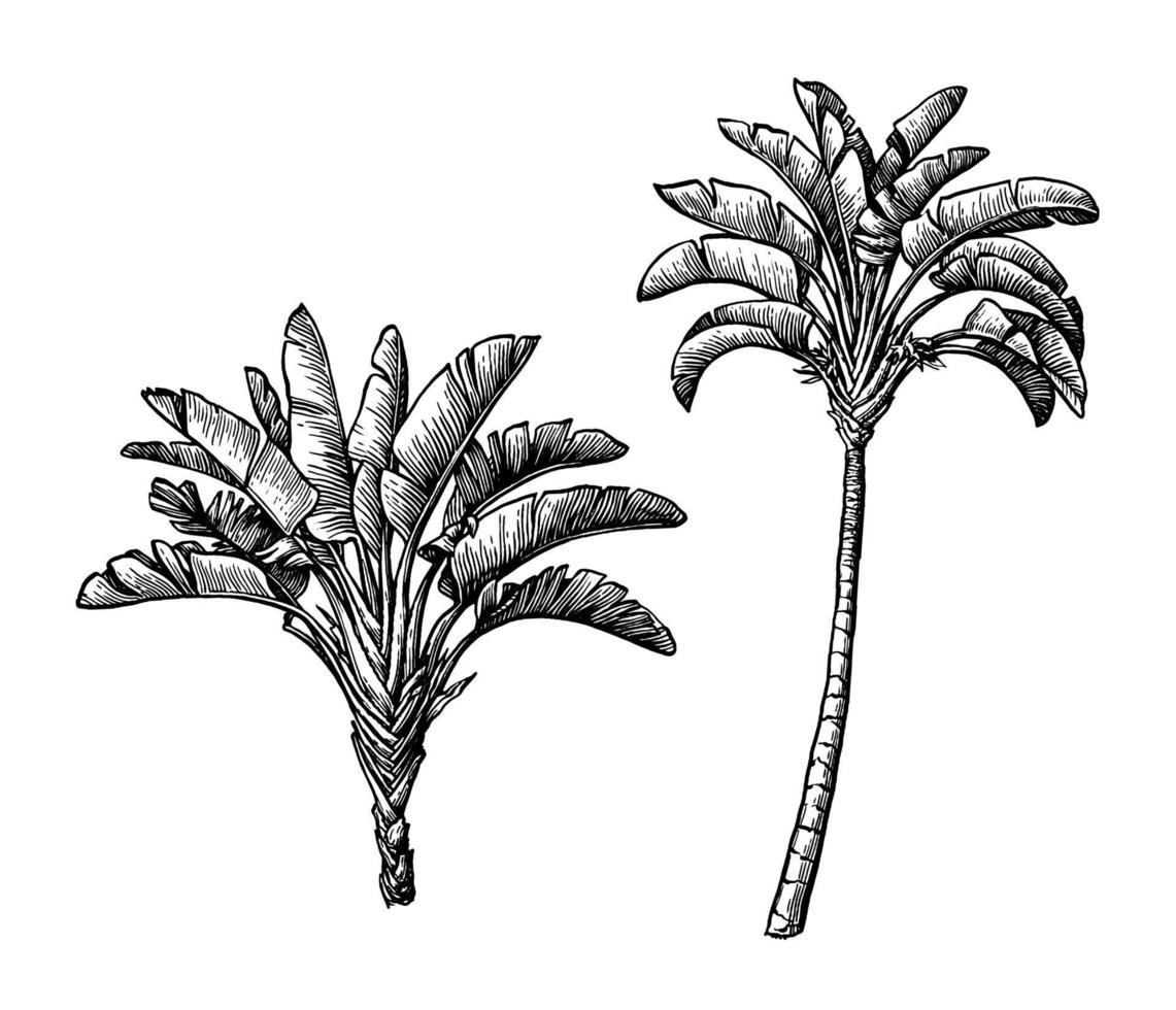Ink sketch of ravenala palm. vector