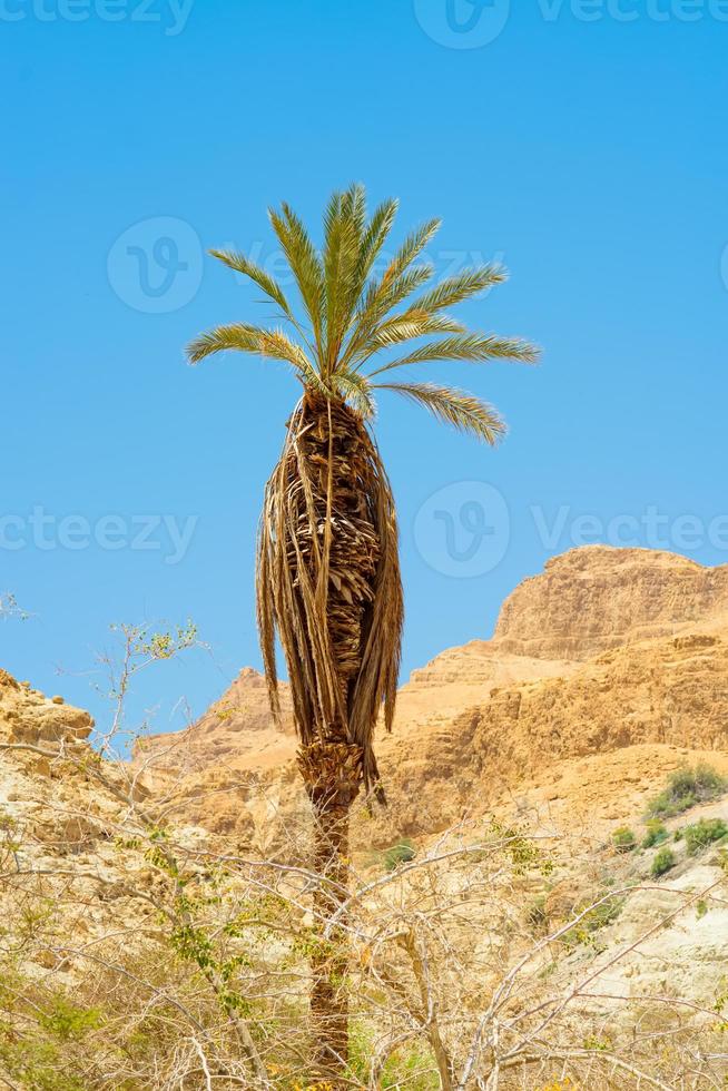 Lonely palm tree on the slope of the mountain desert photo