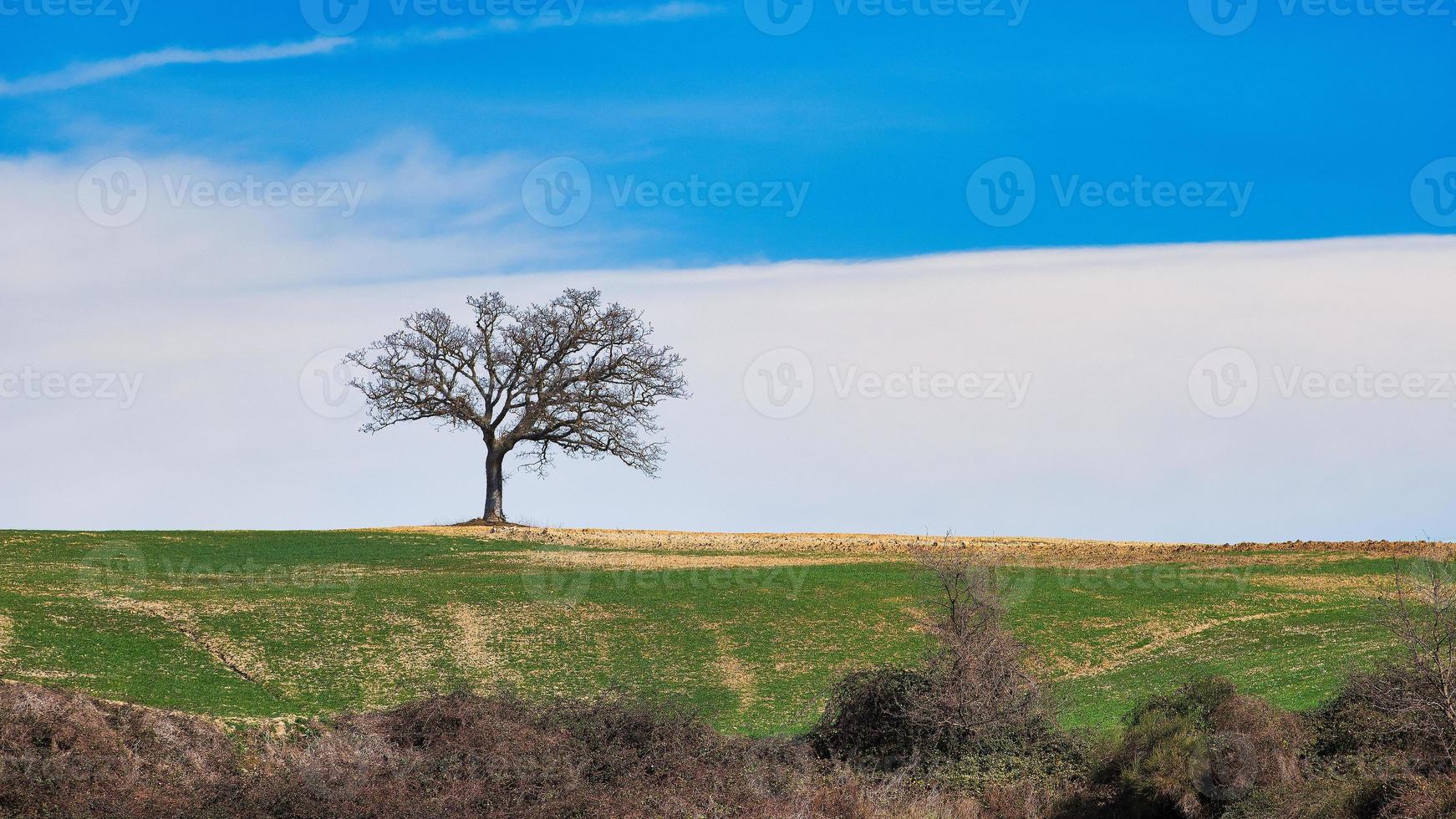 Lonely oak plant in the meadow in panoramic photography in Tuscany Italy photo