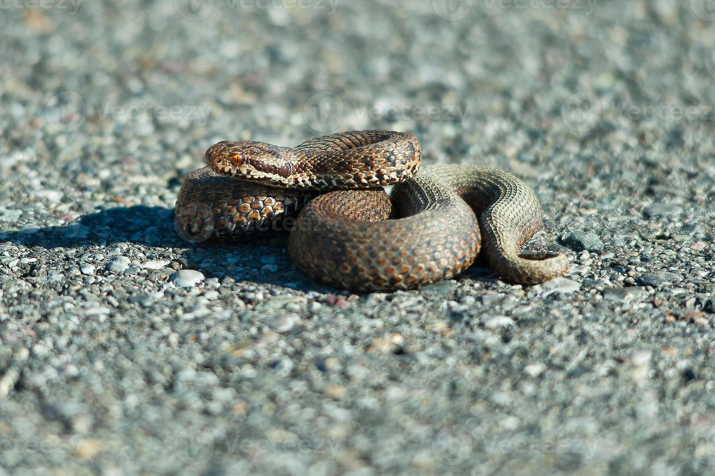 serpiente víbora berus en el camino foto