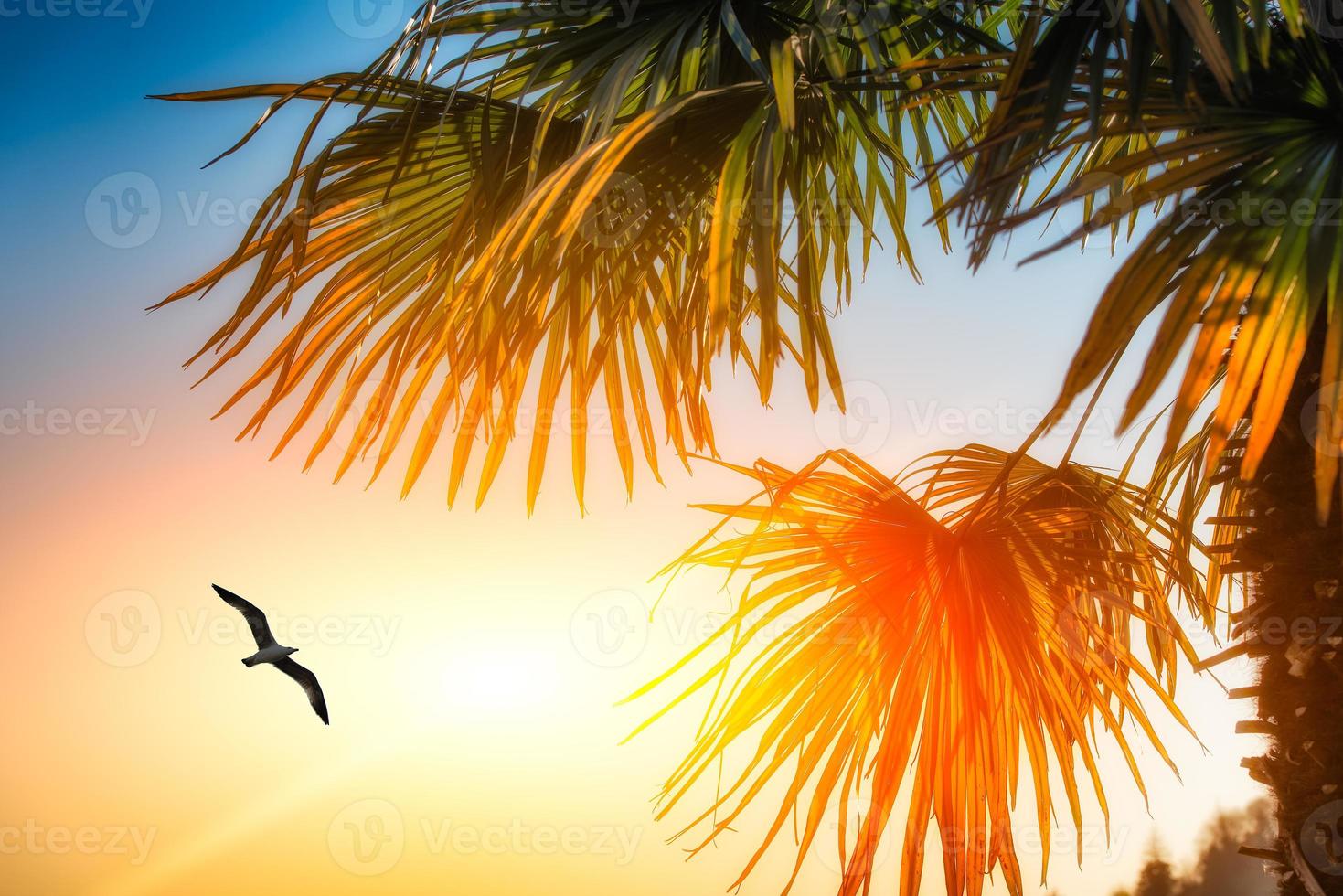 Seagull among palm trees and the sun photo