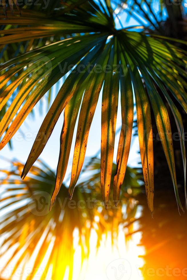 hojas de palma al sol foto
