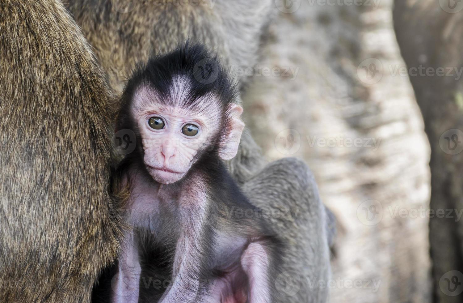 Portrait baby monkey is with mother monkey. photo