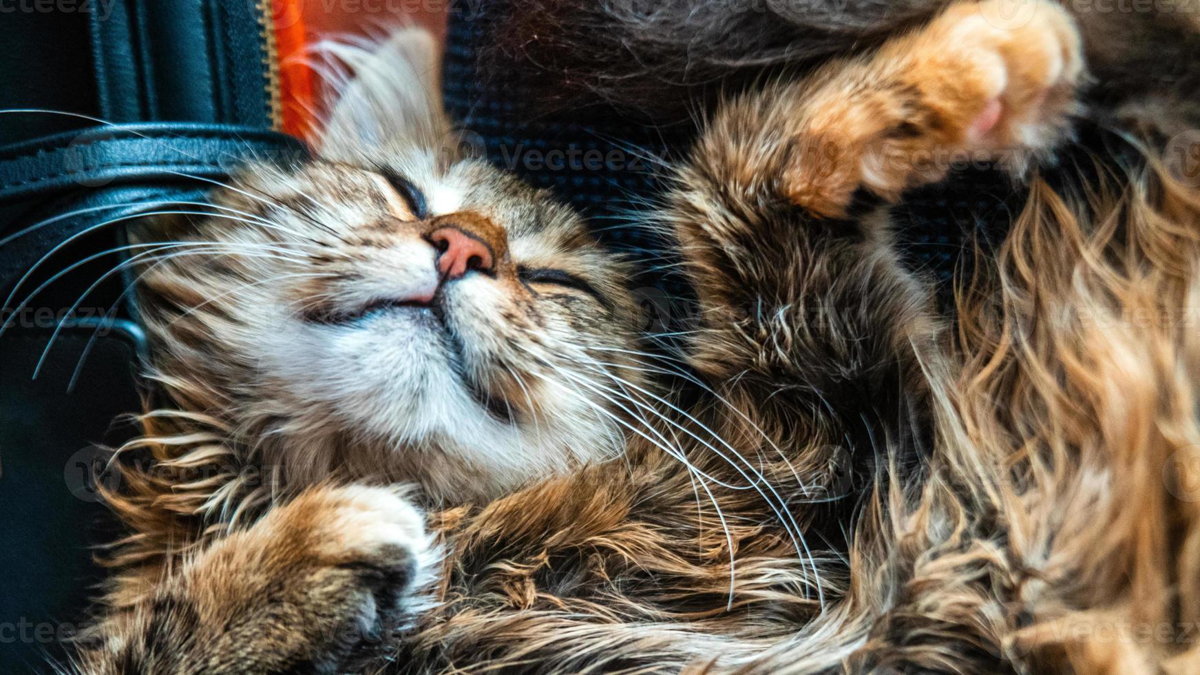 Close-up portrait of a gray striped domestic cat.Image for veterinary clinics, sites about cats, for cat food. photo