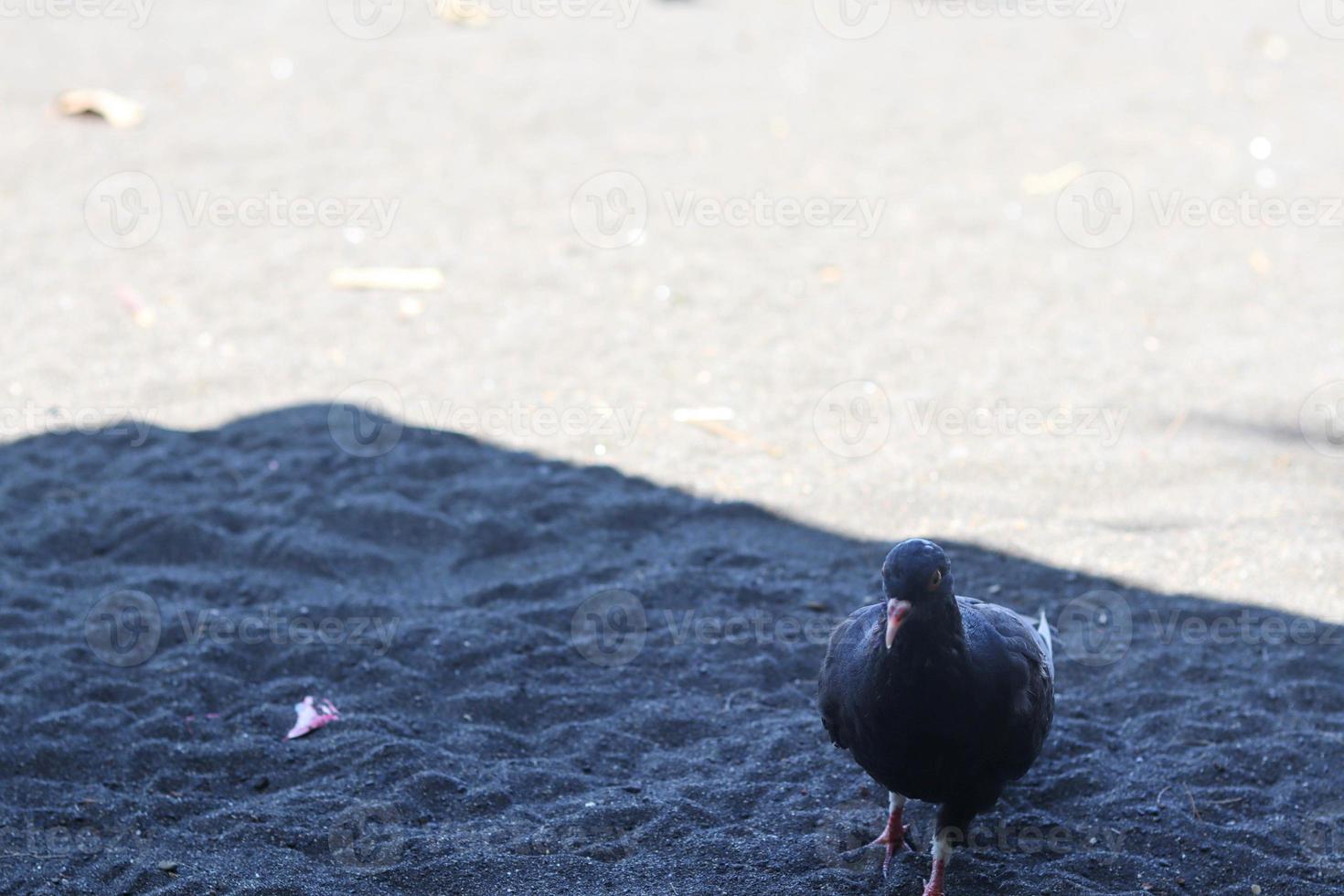 view of black doves enjoying walking on the sand of Banyuwangi's Cacalan beach photo