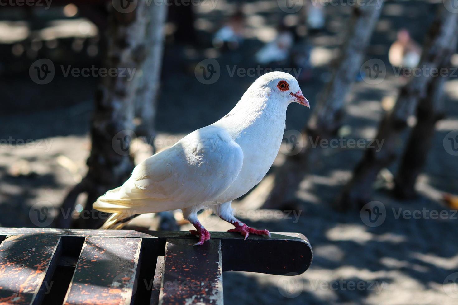 dove view white is enjoying a walk on the sand of Cacalan beach, Banyuwangi photo