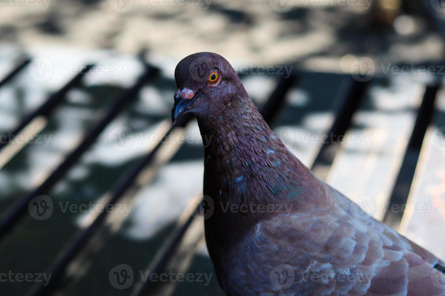 view of brown doves enjoying walking on the sand of Banyuwangi's Cacalan beach photo