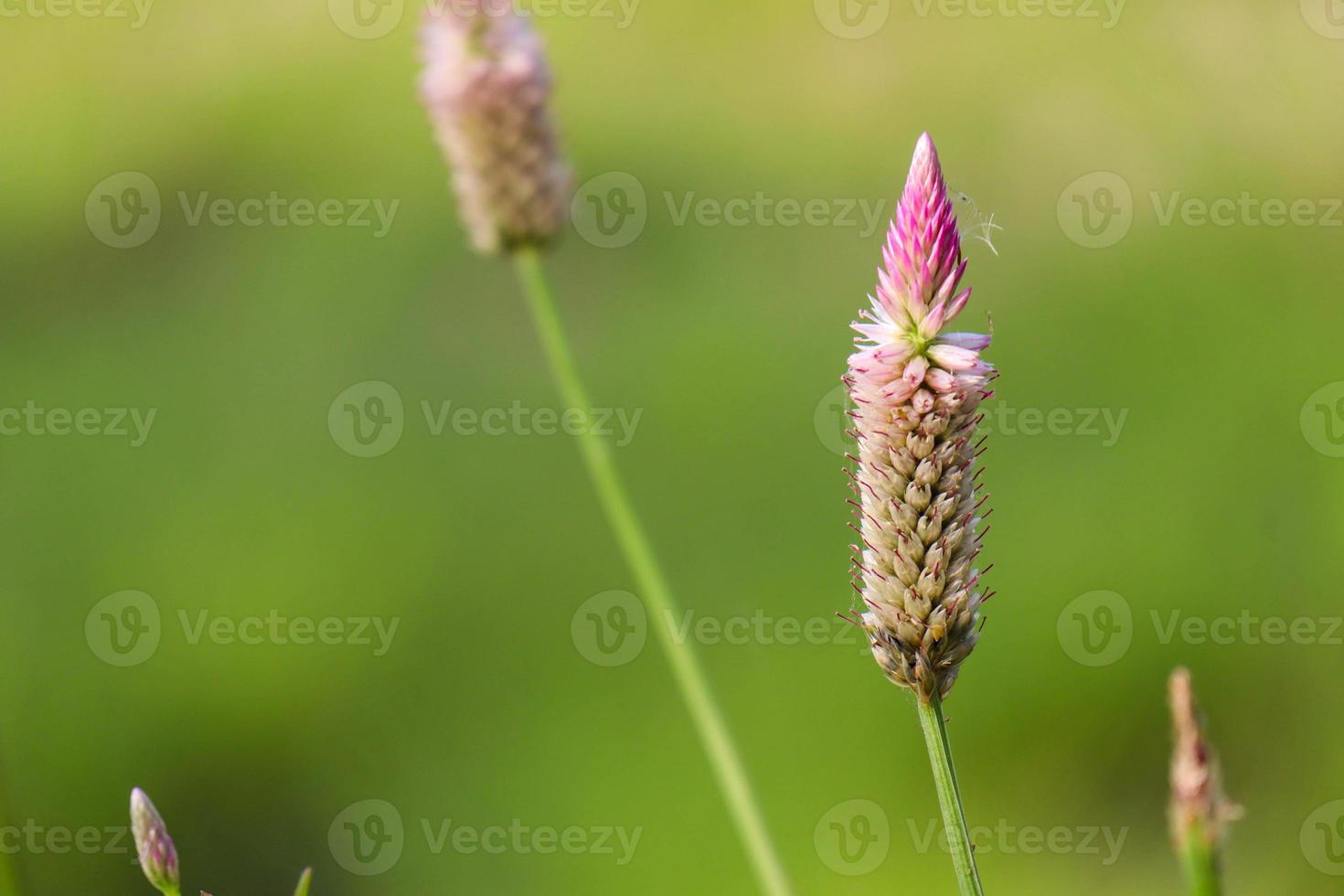 selective focus of ornamental plant jengger ayam or commonly called celosia argentea photo