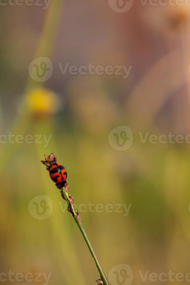 Fresh red beetles hanging from tree branches photo