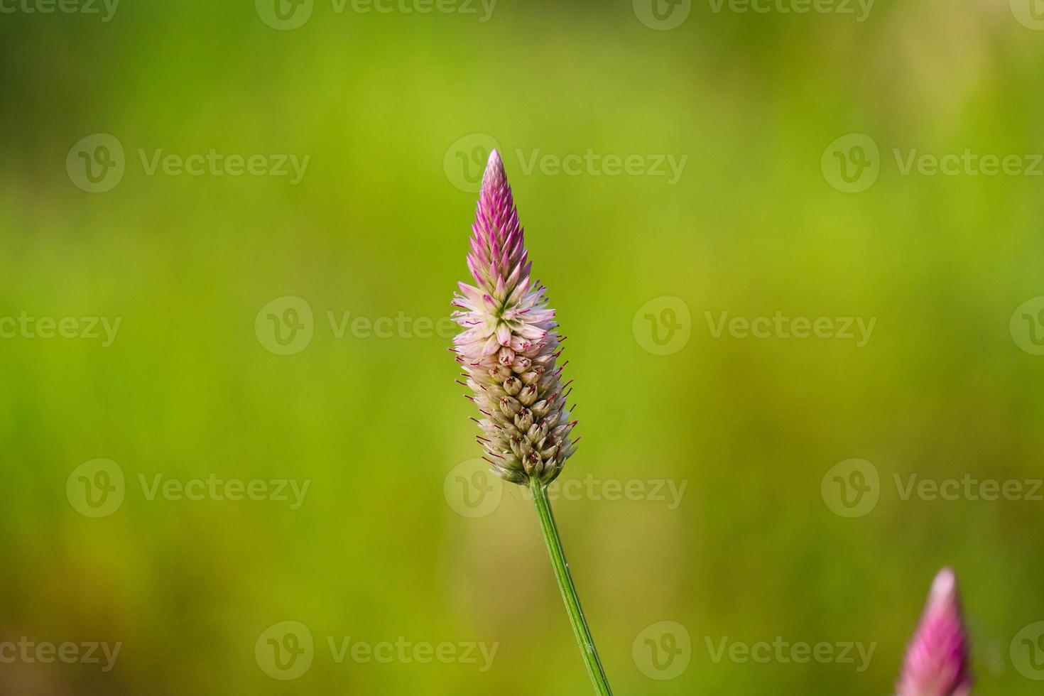 selective focus of ornamental plant jengger ayam or commonly called celosia argentea photo