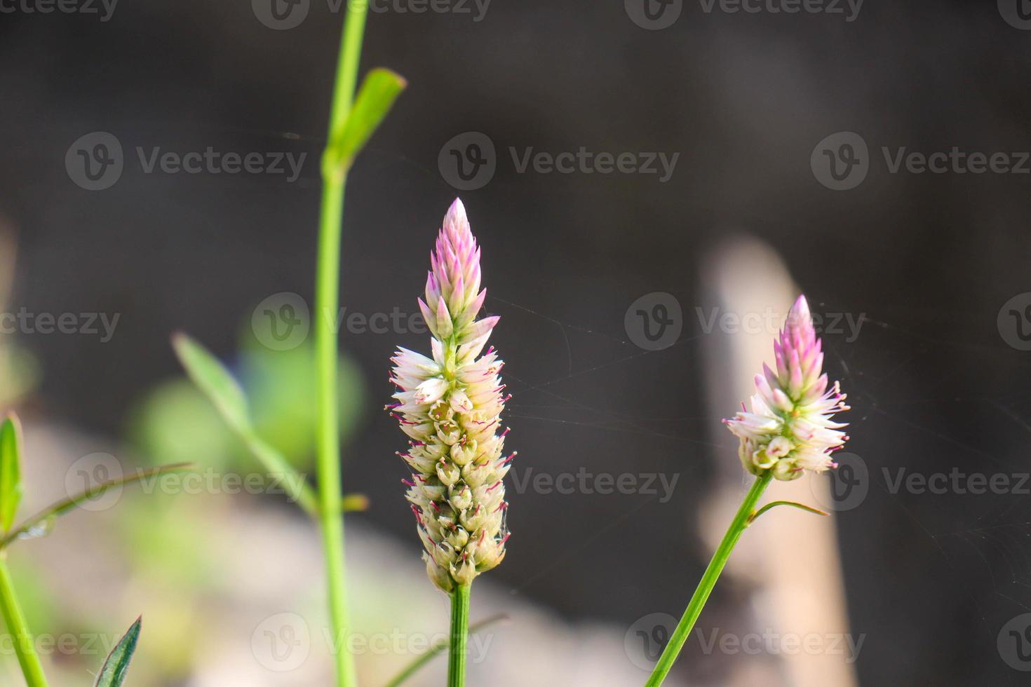 selective focus of ornamental plant jengger ayam or commonly called celosia argentea photo