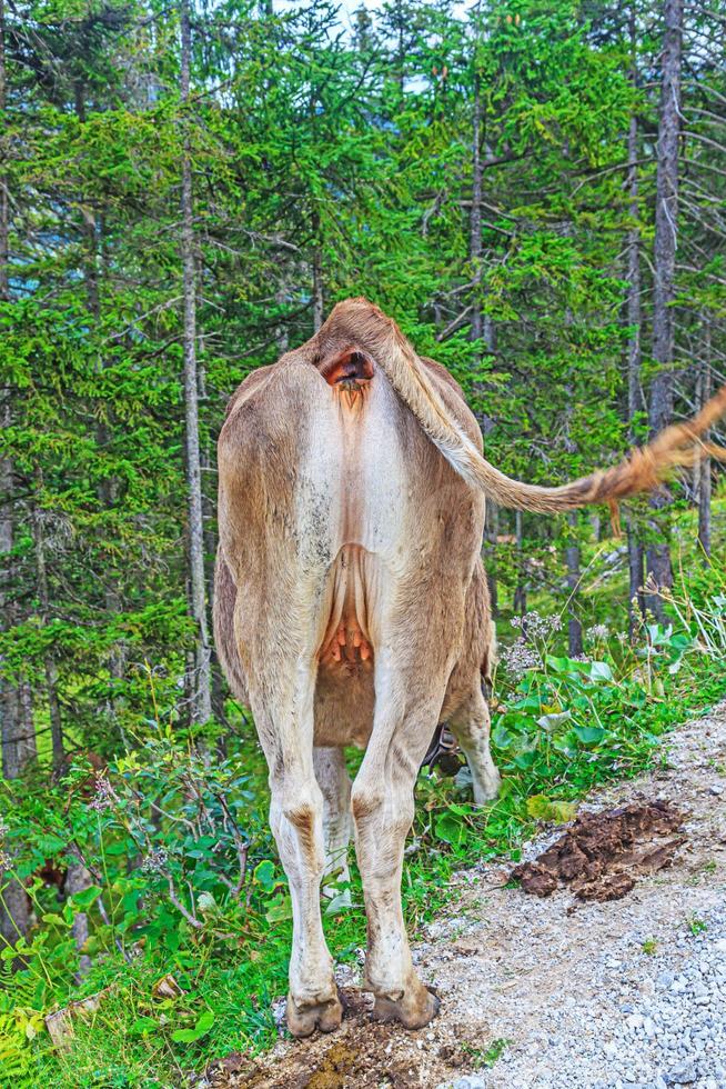 View of the back of a cow on a pasture in the Alps photo