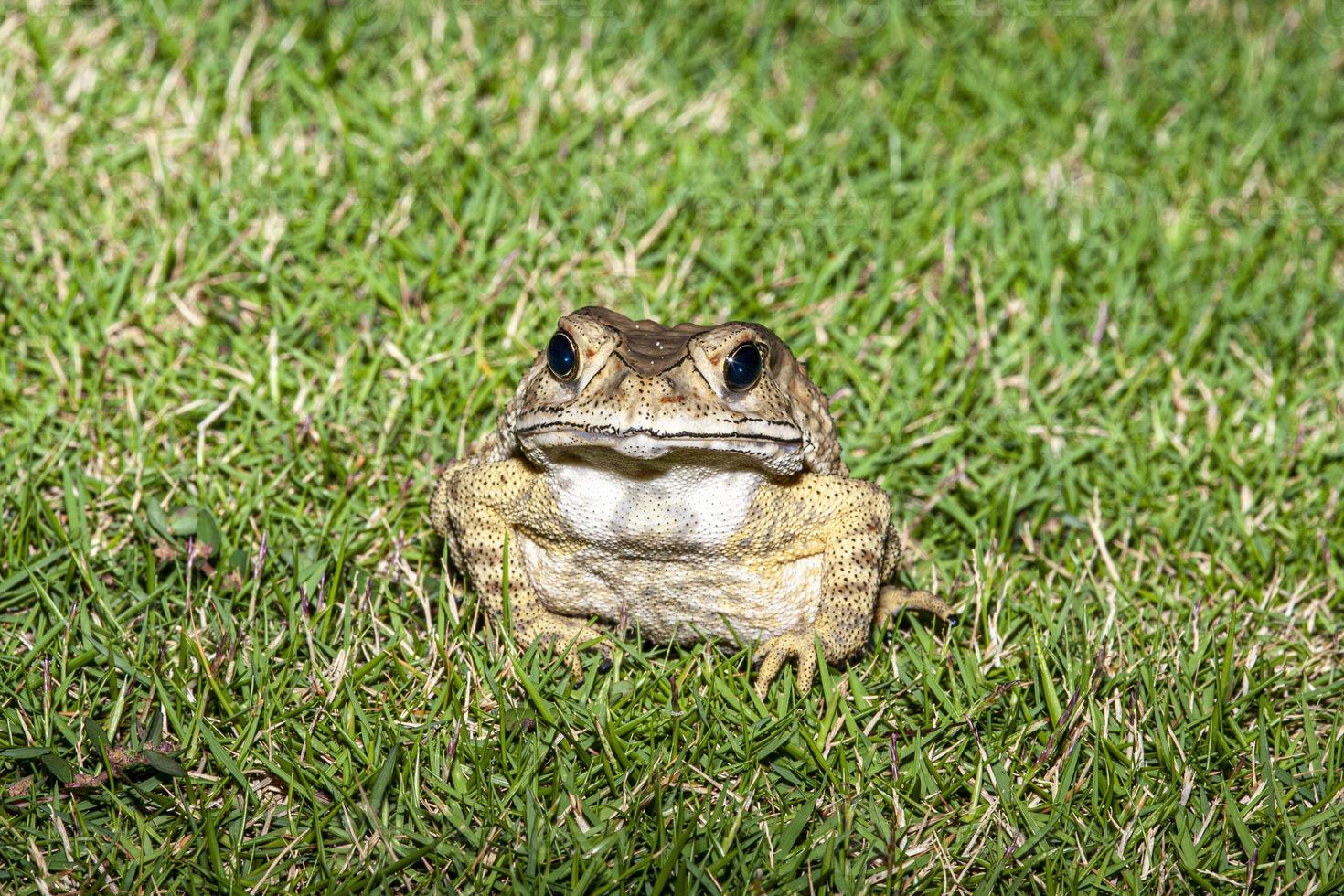 Picture of frog sitting in grass looking directly into camera photo