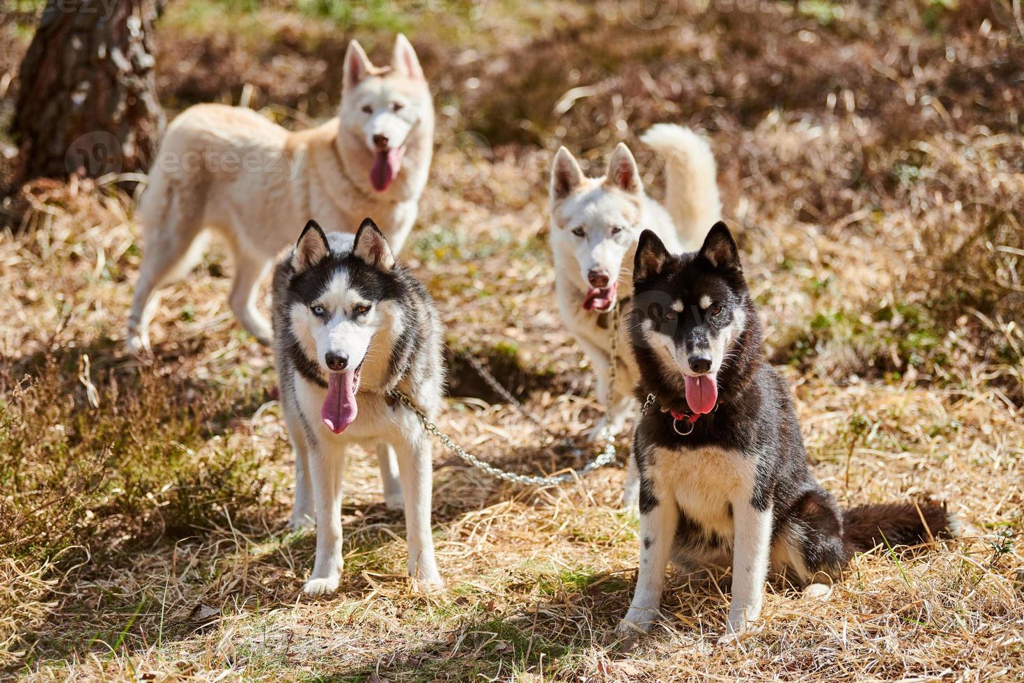 cuatro perros husky siberianos se paran en la hierba del bosque, retrato de perros husky de tamaño completo foto