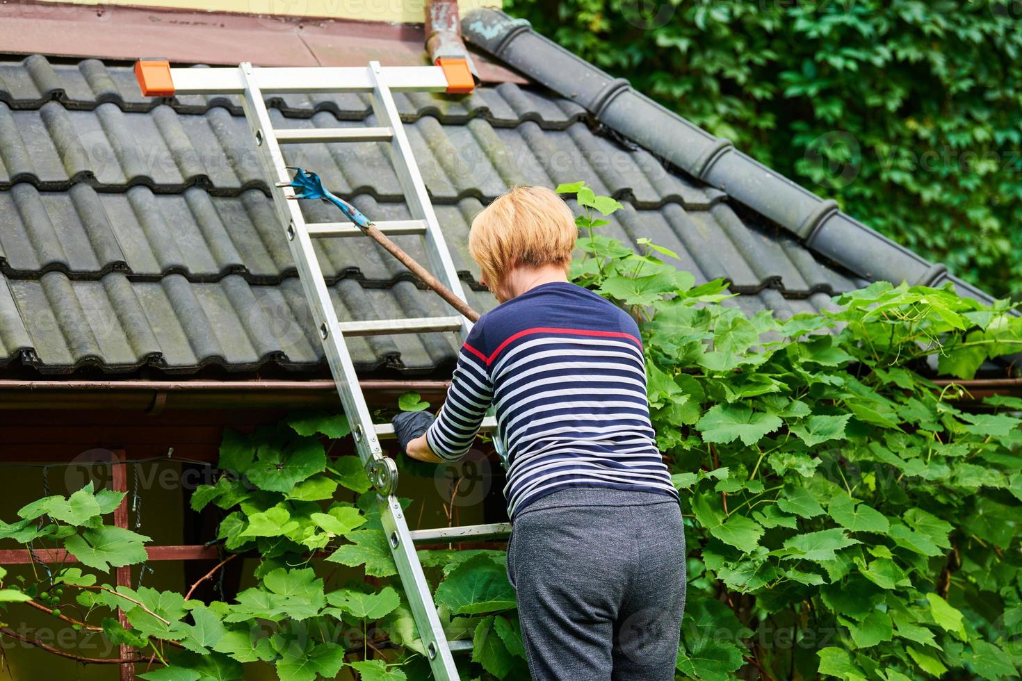 Woman on ladder pruning grapevine green foliage for decoration, stepladder for home gardening photo