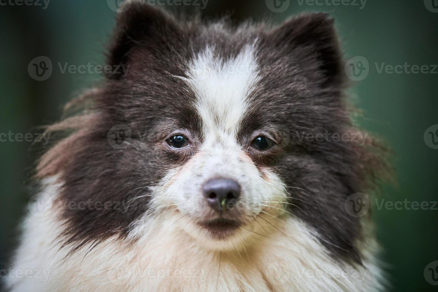 perro pomeranian spitz en el jardín, retrato de cara de cerca foto