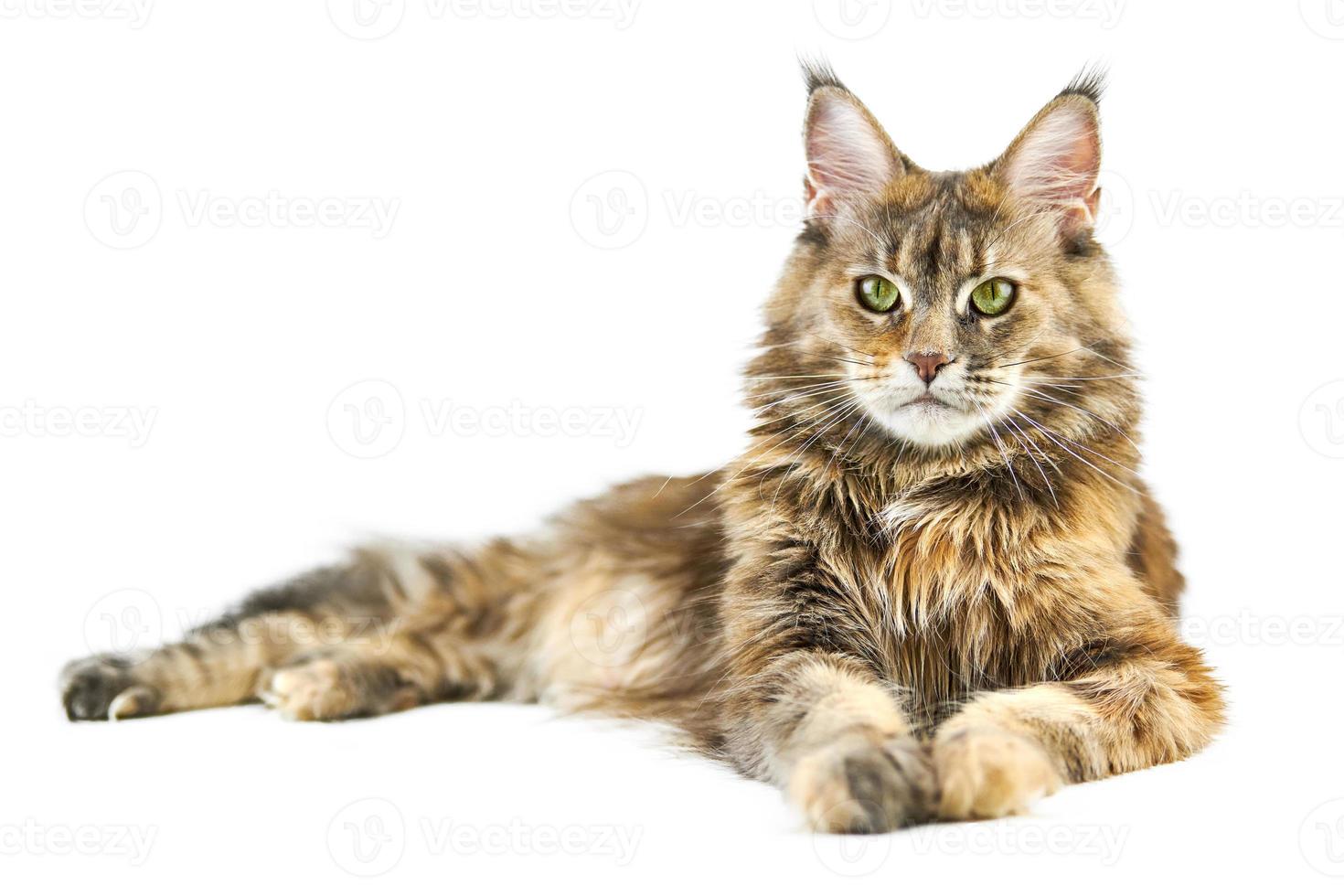 gato maine coon adulto, aislado foto