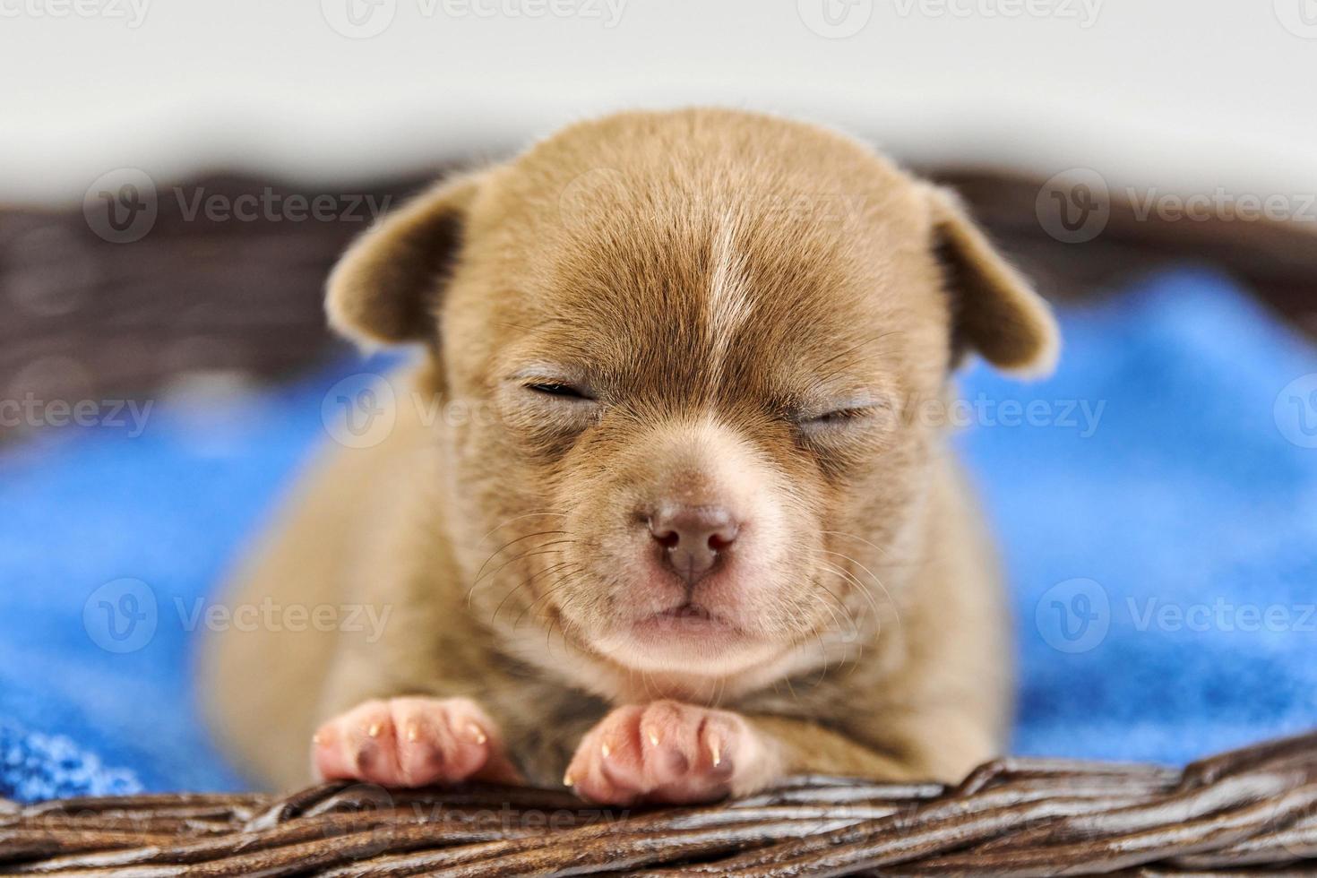 Cachorro chihuahua soñoliento en canasta foto