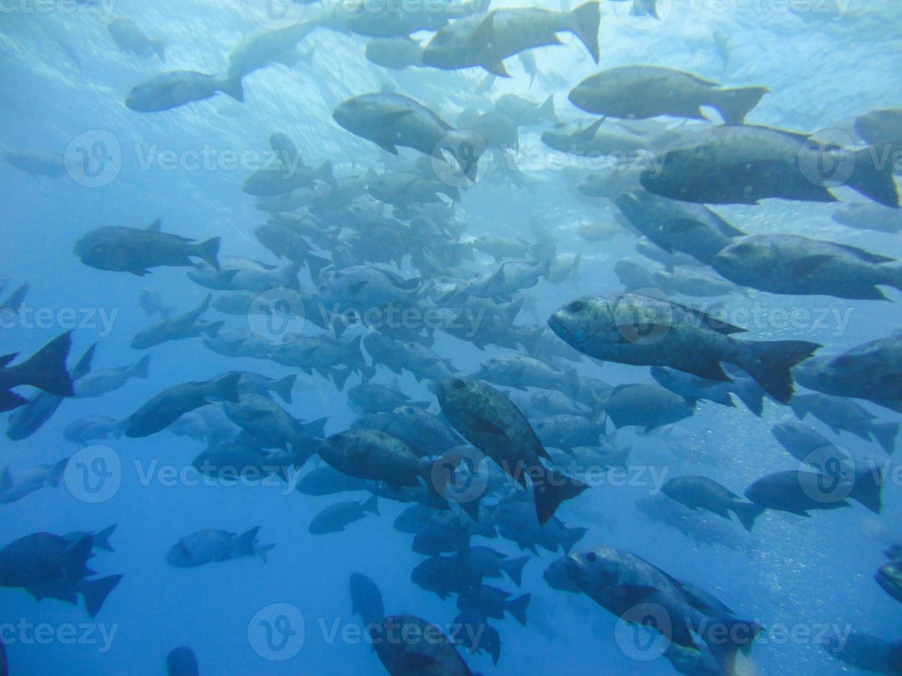 Swarm of fishes in clear water photo