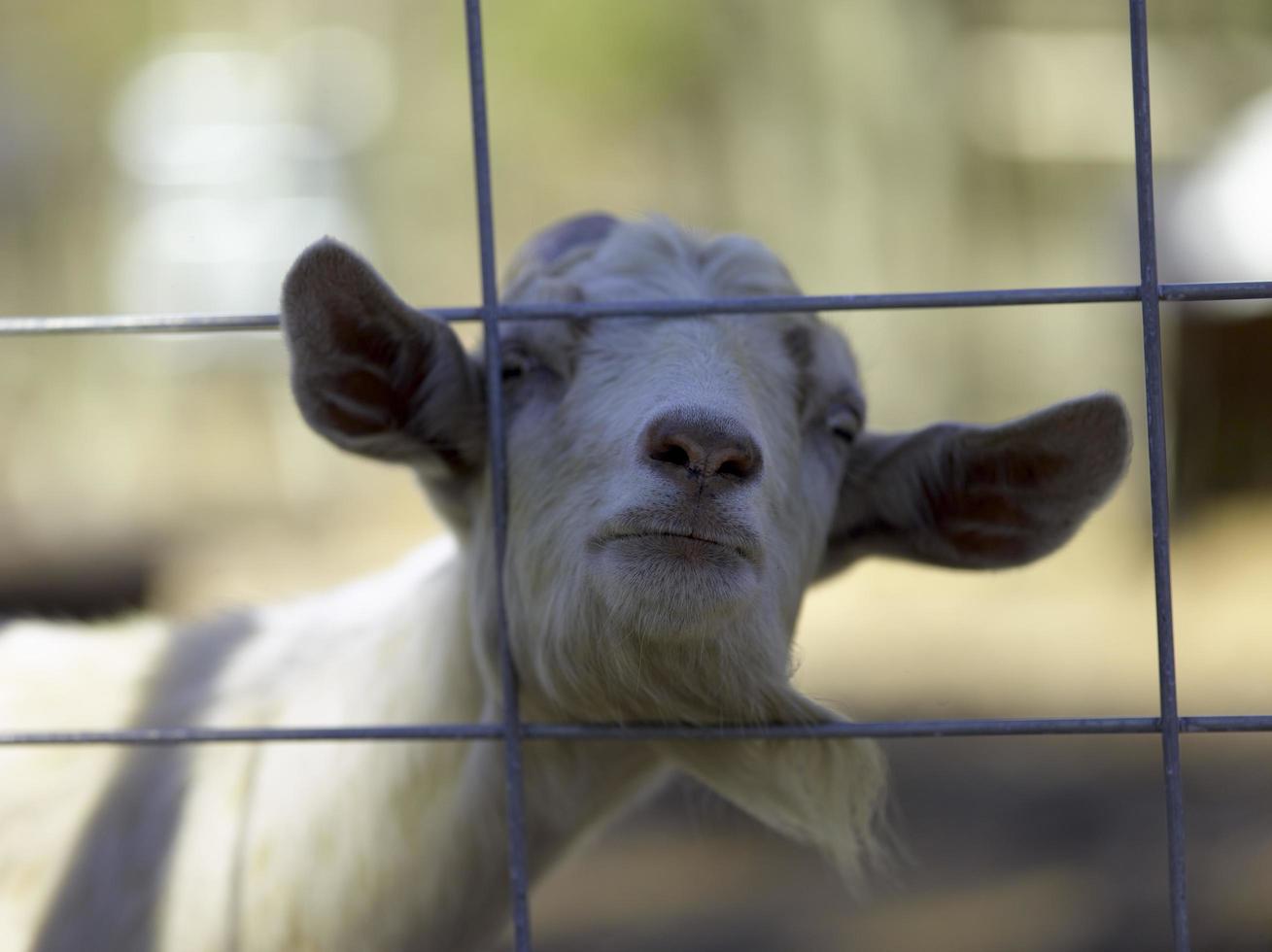 A adult goat sticking its nose through a gate photo