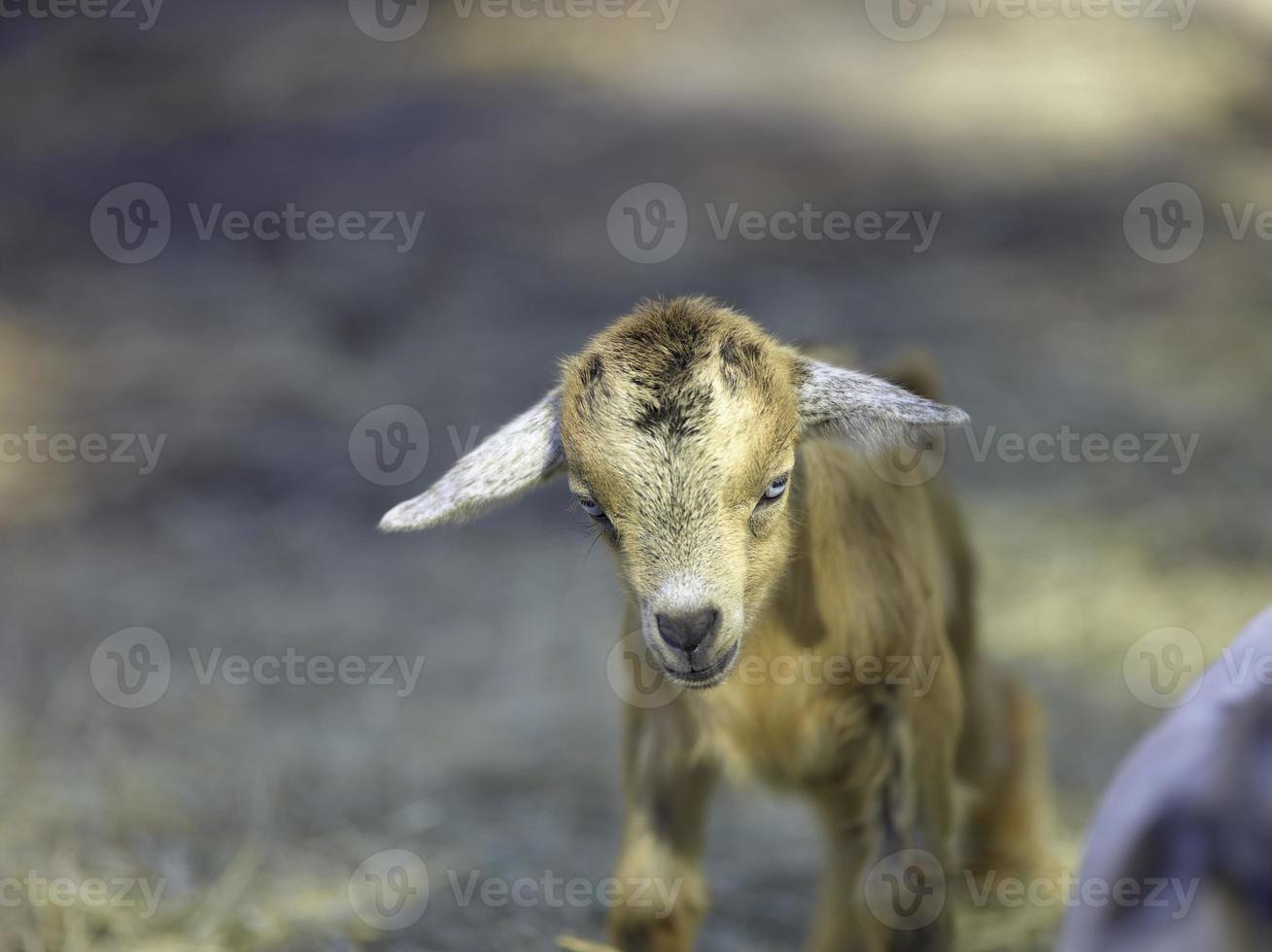 A cute small baby brown goat photo