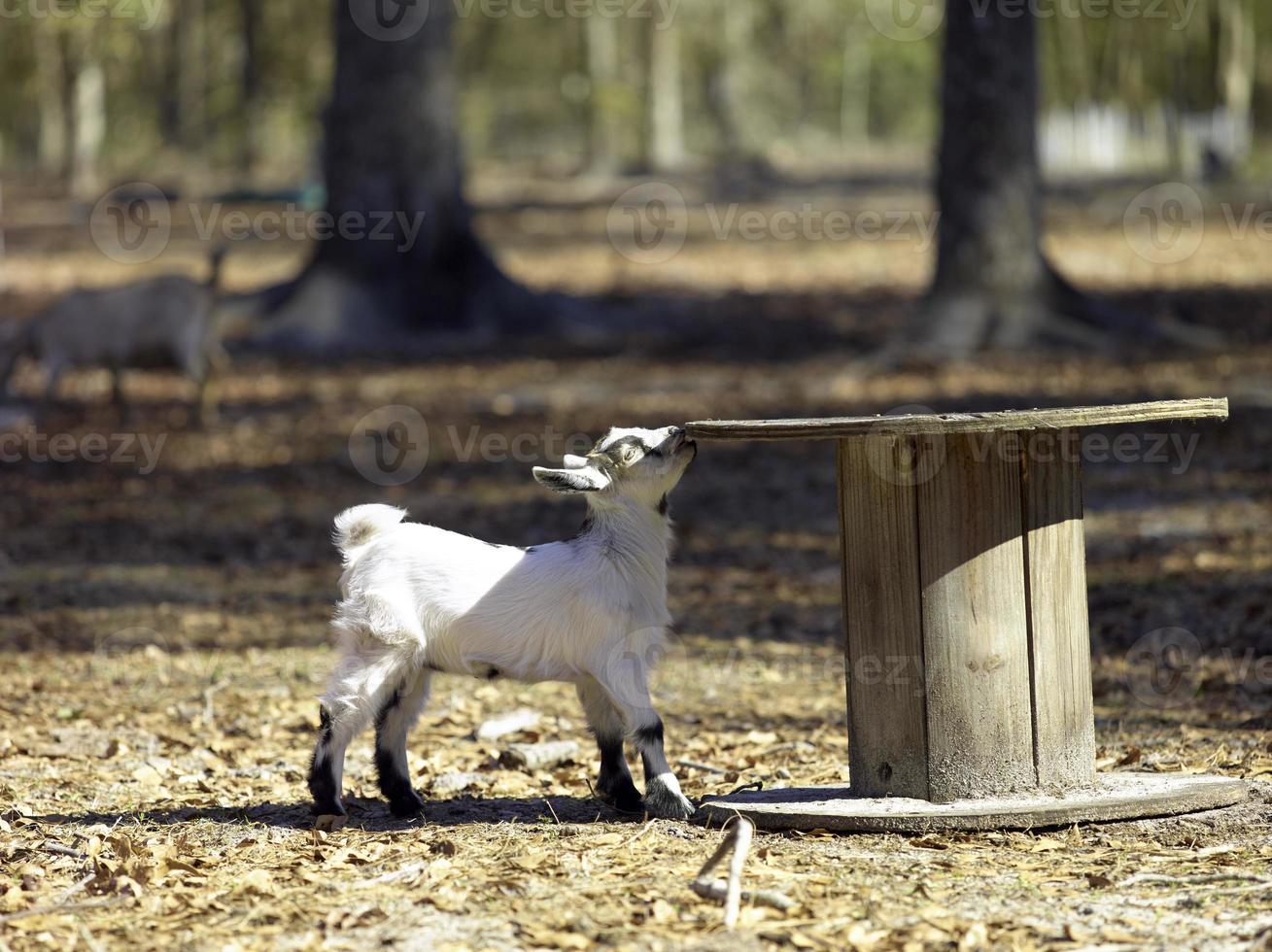 A small baby white goat playing photo