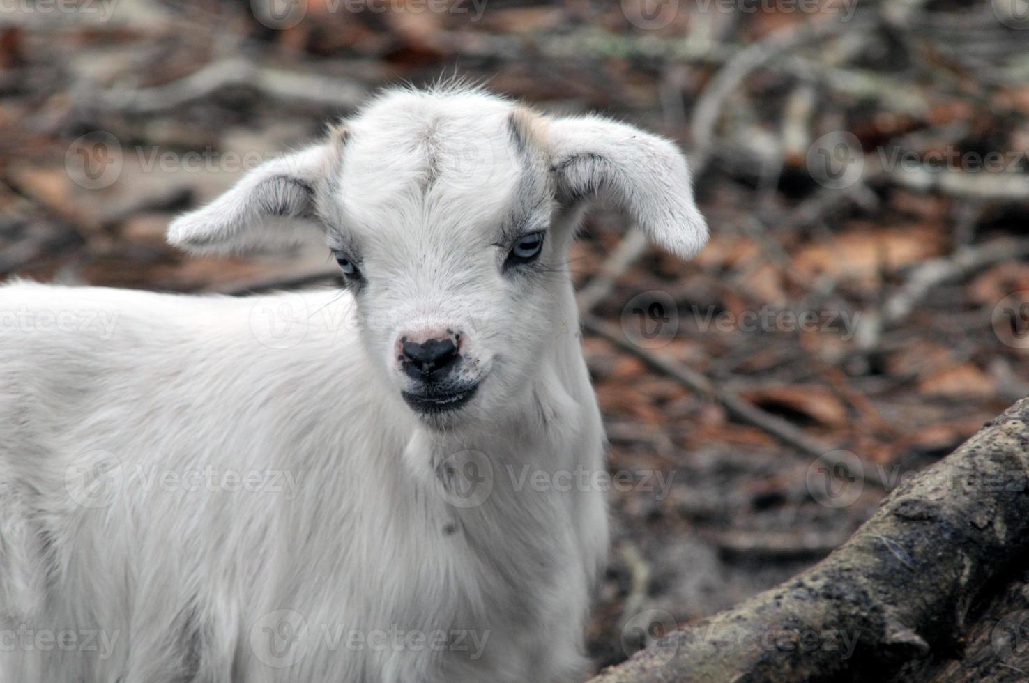 Baby goat close up photo