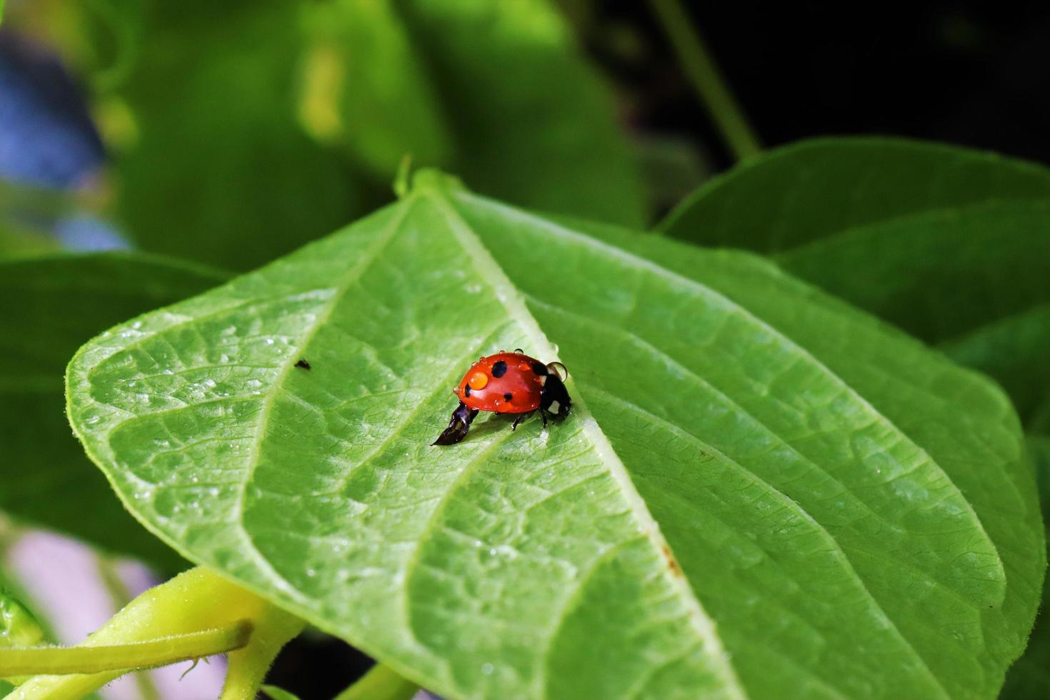 Ladybug sitting on leaf with water drops photo