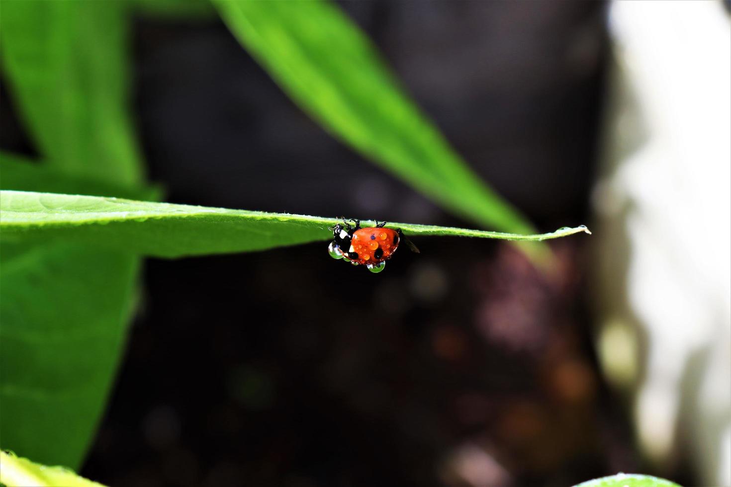 mariquita sentada en la hoja con gotas de agua foto