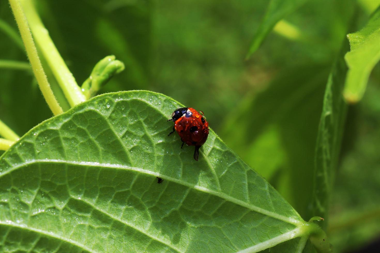 Ladybug sitting on leaf with water drops photo