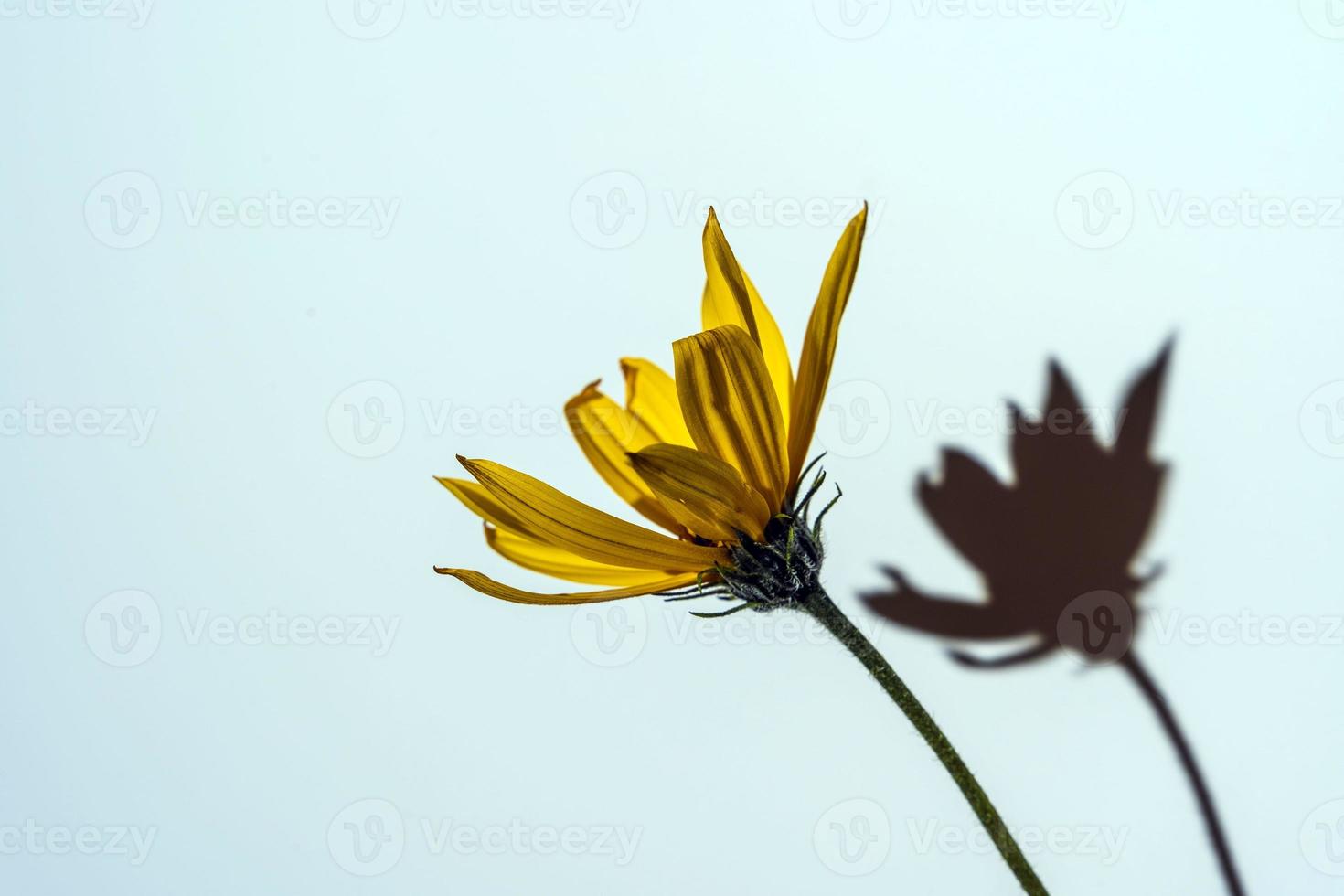 flor amarilla con una sombra dura sobre un fondo blanco, un lugar para copiar, un lugar para el texto foto