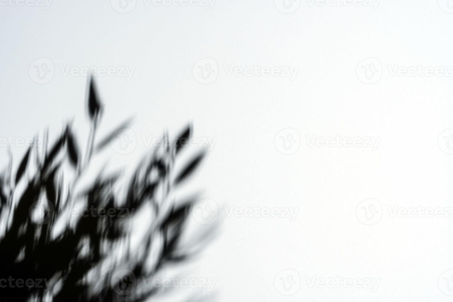 white background with a hard shadow from the foliage, the shadow of twigs photo