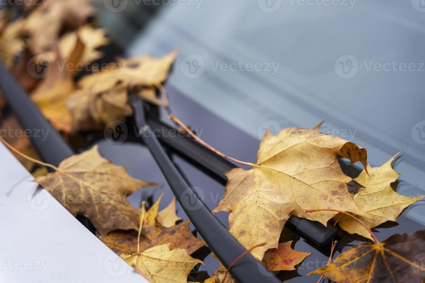 hojas de otoño amarillas caídas en el parabrisas y el capó del coche, follaje de otoño, transporte foto