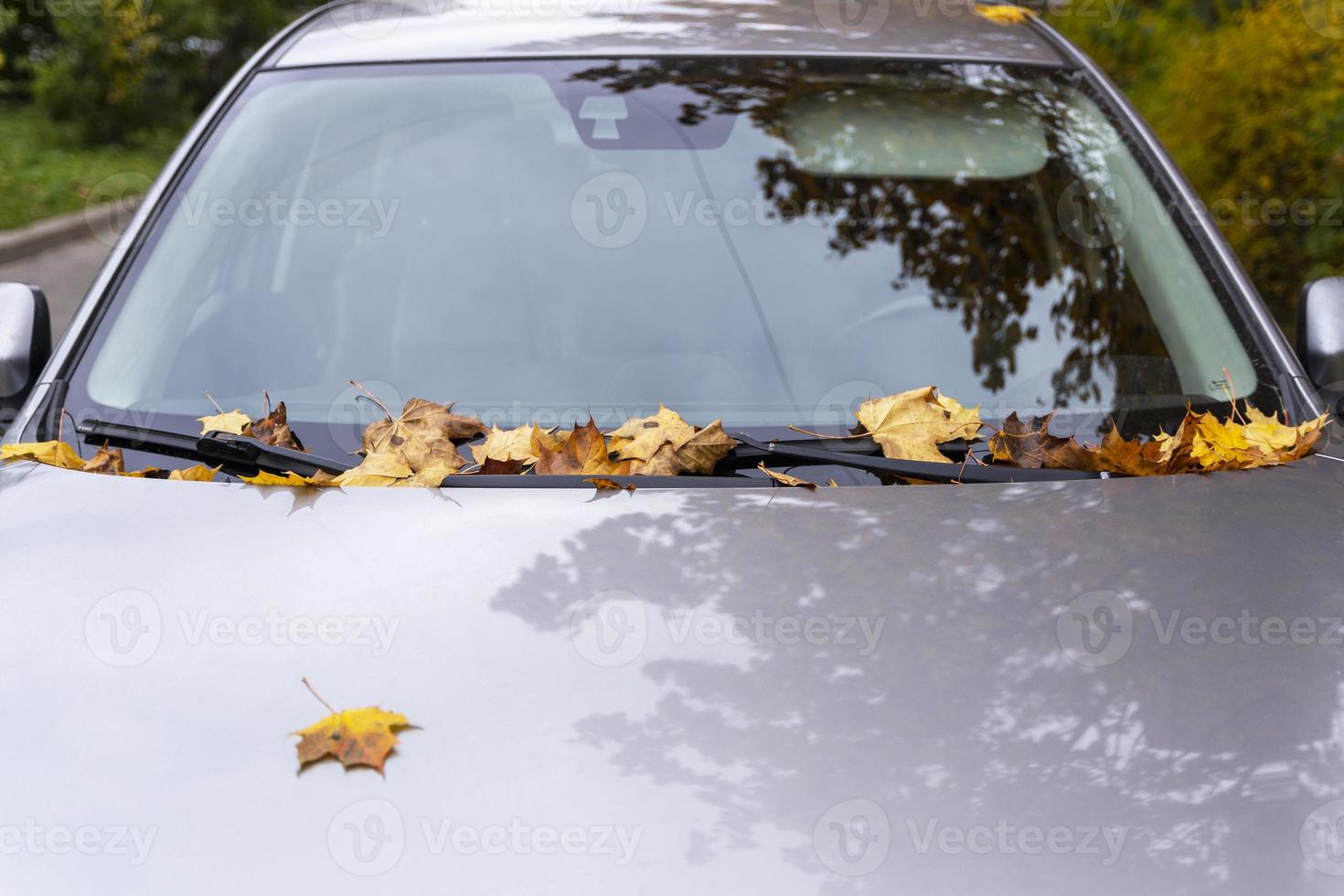 hojas de otoño amarillas caídas en el parabrisas y el capó del coche, follaje de otoño, transporte foto