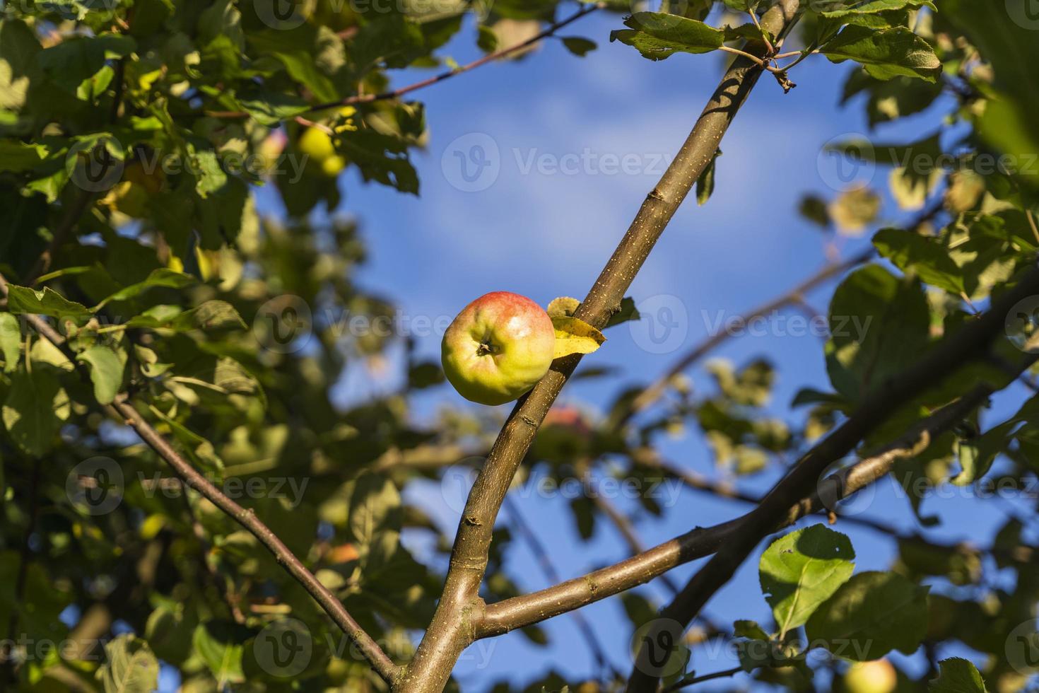 apples on a tree, ripe apples on a branch ready for harvesting, autumn fruit harvest photo
