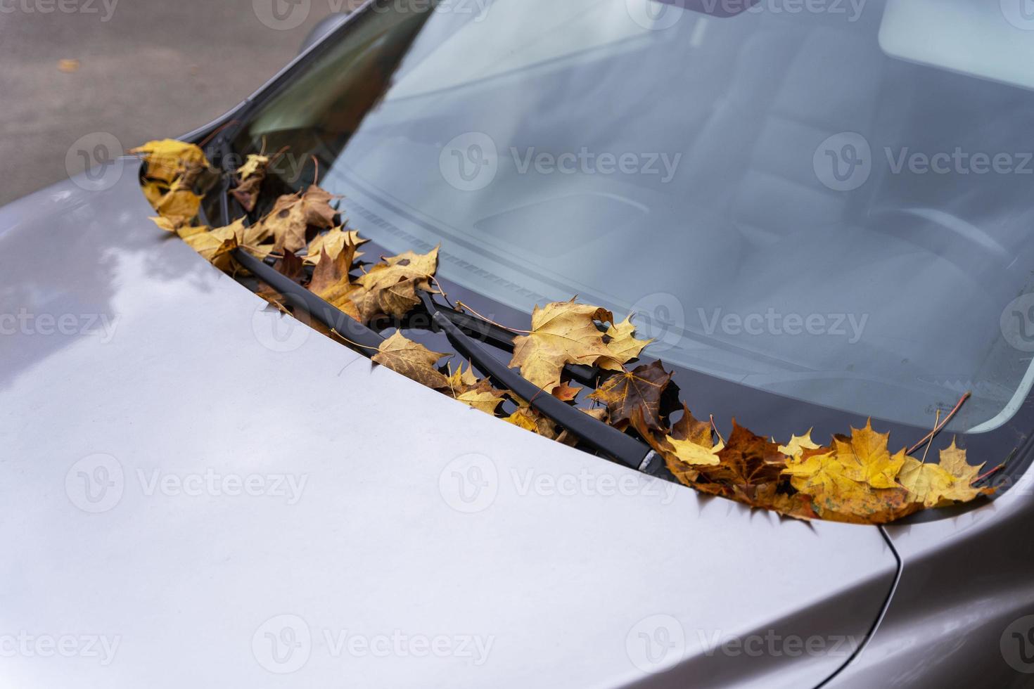 hojas de otoño amarillas caídas en el parabrisas y el capó del coche, follaje de otoño, transporte foto