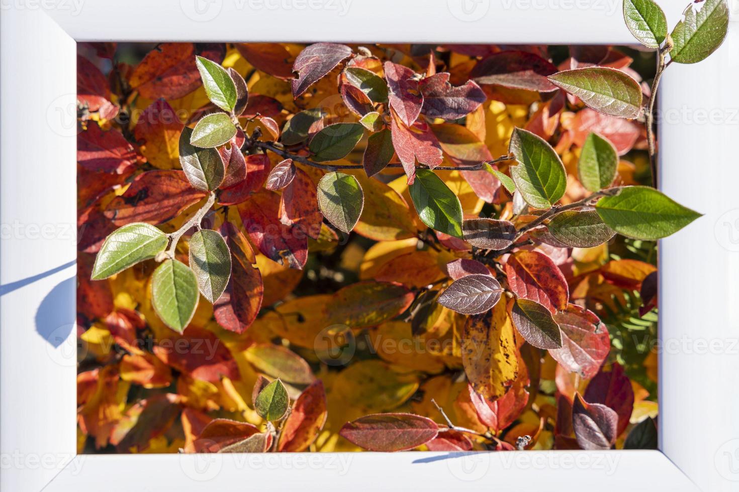 An empty white frame on a background of autumn red and yellow leaves with a place to copy, autumn photo